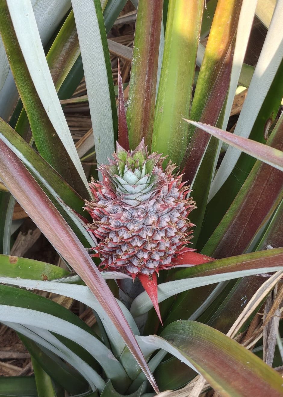 植え付けから約一年半、自然のリズムで育つ